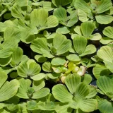 Kagylótutaj vagy vízisaláta (Pistia stratiotes)