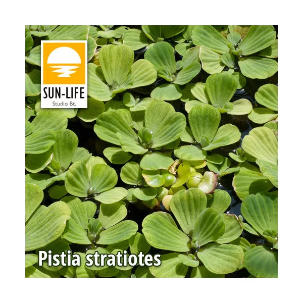 Kagylótutaj vagy vízisaláta (Pistia stratiotes)