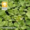 Kagylótutaj vagy vízisaláta (Pistia stratiotes)