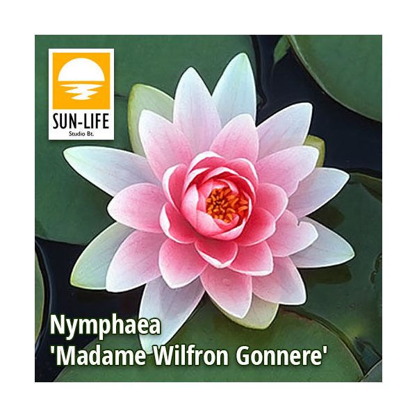 Nymphaea madame wilfron gonnere ( MAD  MWG)