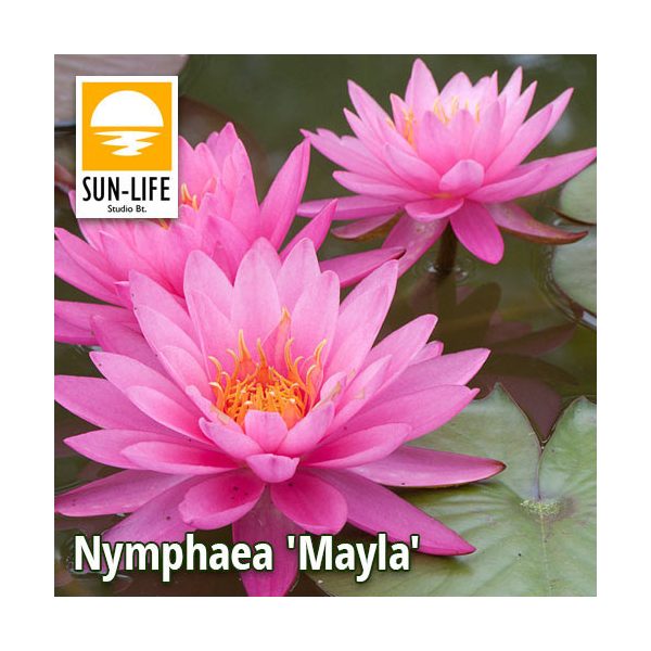 Nymphaea Mayla