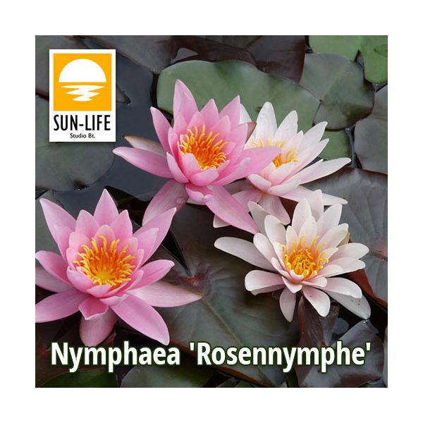 Nymphaea Rosennymphe