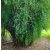 Keskenylevelű bokros bambusz - Fargesia Angustissima