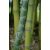 Jellegzetes szárú sövény bambusz - Phyllostachys Aurea