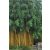 Aranysárga bambusz - Phyllostachys aureosulcata aureocaulis 