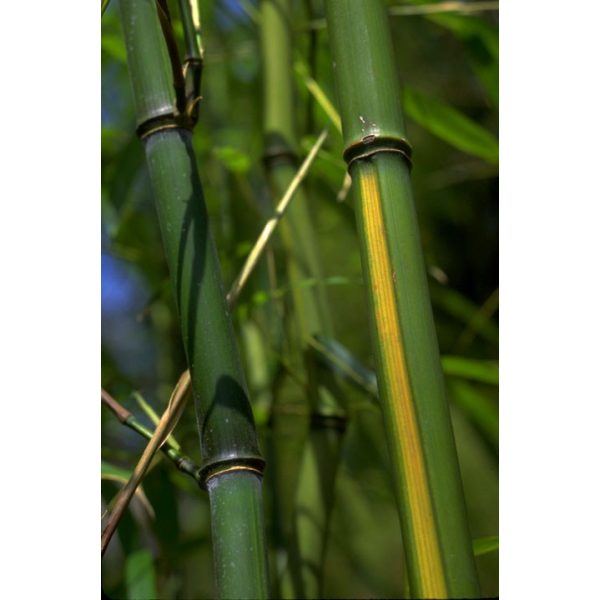 Sárga csíkos bambusz - Phyllostachys aureosulcata