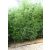Zöld szárú sövény bambusz - Phyllostachys bissetii