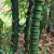 Bambusa ventricosa - Buddha hasa trópusi bambusz