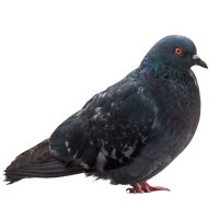 Madár elleni védekezés