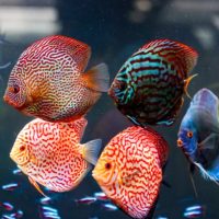 Diszkosz és sügér tápok