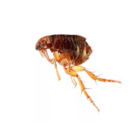 Bolha elleni védekezés