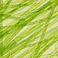 Fonalalga mentesítés