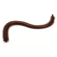 Férgek, Worm, Kreatura 