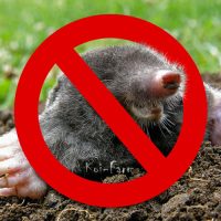 Vakond elleni védőháló