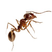 Hangya elleni védekezés