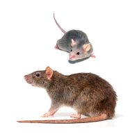 Egér, Patkány, egyéb rágcsáló elleni védekezés