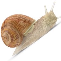 Csiga elleni védekezés