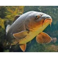 Coppens ponty eledelek