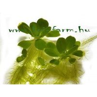 Vízen úszó növények