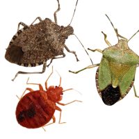 Poloska, ágyipoloska elleni védekezés