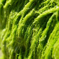 Zöldalga mentesítés