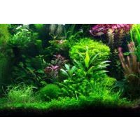 Akváriumi vízinövények