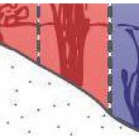 Közepes mélységű vízinövények 30-60 cm