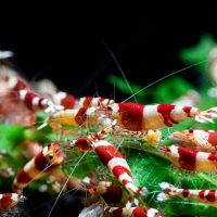 Garnélarák és rák tápok