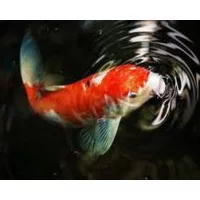 Coppens KOI ponty eledelek