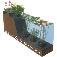 Tavi növény ültetés, gondozás