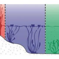 Mély zóna vízinövényei 60-150 cm