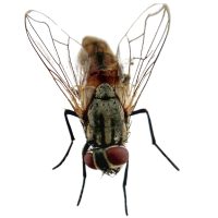 Légy elleni védekezés