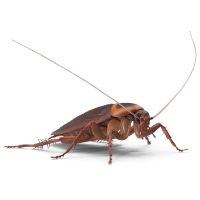 Csótány elleni védekezés