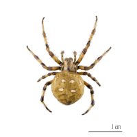 Pók elleni védekezés