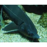 Coppens tokhal eledelek