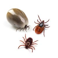 Kullancs elleni védekezés