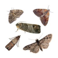 Molylepke elleni védekezés