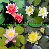 Tavirózsák, vízililiom 