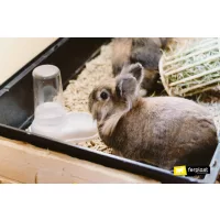 Rágcsáló, kisállat etető, itató