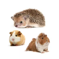 Tengerimalac, sün és más kisállat ketrecek