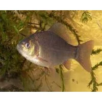 Coppens általános tavi eledelek