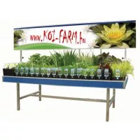 Tavi növény - vízinövény webáruház