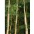 neonszárú óriás vastag bambusz - Phyllostachys vivax Huanwenzhu Inversa