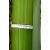 Óriás zöld csíkos bambusz - Phyllostachys Iridescens