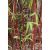 Vörös Bambusz - fargesia jiuzhaigou