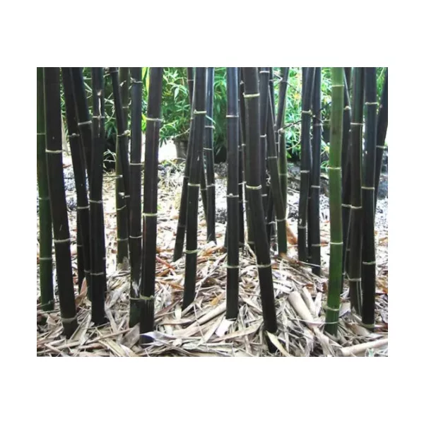 Fekete óriás bambusz - Phyllostachys nigra