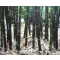 Fekete óriás bambusz - Phyllostachys nigra