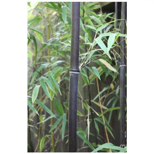 Fekete óriás bambusz - Phyllostachys nigra