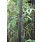 Fekete óriás bambusz - Phyllostachys nigra