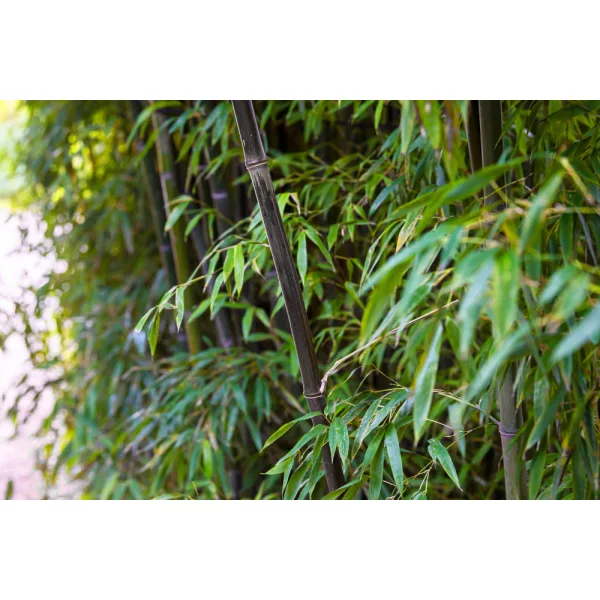 Fekete óriás bambusz - Phyllostachys nigra